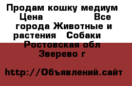 Продам кошку медиум › Цена ­ 6 000 000 - Все города Животные и растения » Собаки   . Ростовская обл.,Зверево г.